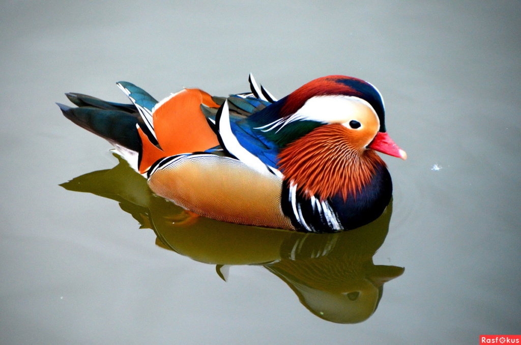 1 апреля – Международный день птиц. Ежегодно 1 апреля во многих странах мира отмечается Международный день птиц