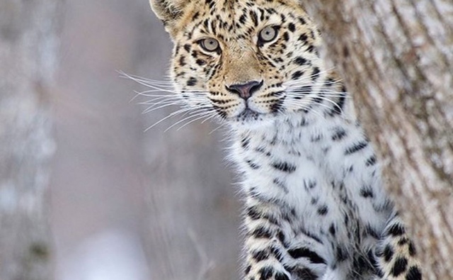 Один из редчайших леопардов получил…