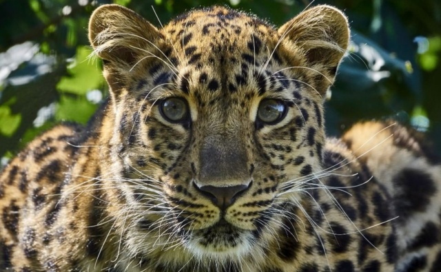 Полуторамесячных котят леопарда спасли в…